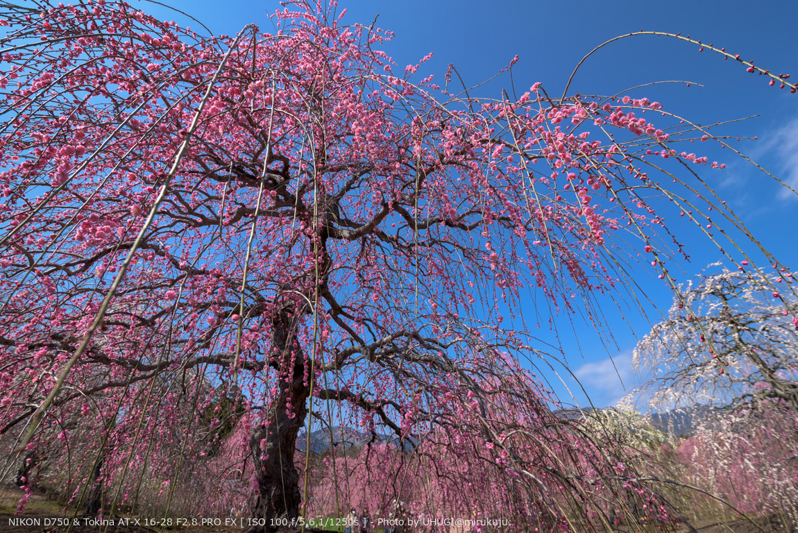 SIGMA 15mm F2.8 EX DG DIAGONAL FISHEYE を手に入れた。