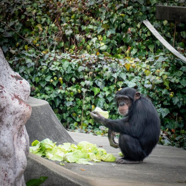 #日本モンキーセンター
#犬山
#チンパンジー