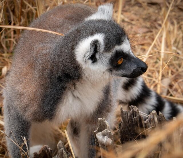 #日本モンキーセンター
#犬山
#ワオキツネザル