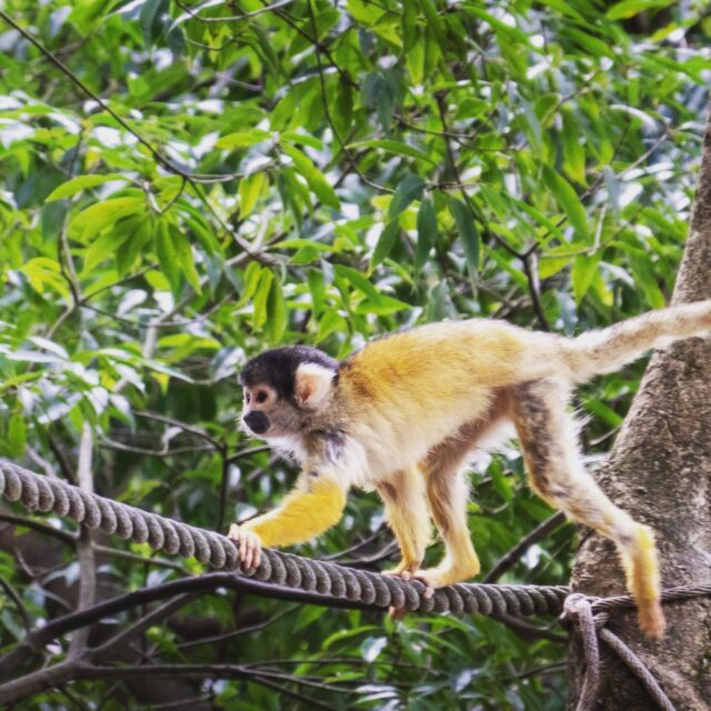 日本モンキーセンターに行って来ました(^_^)

#日本モンキーセンター
#犬山
#リスザル