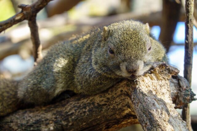 #リス村 #岐阜城 #金華山